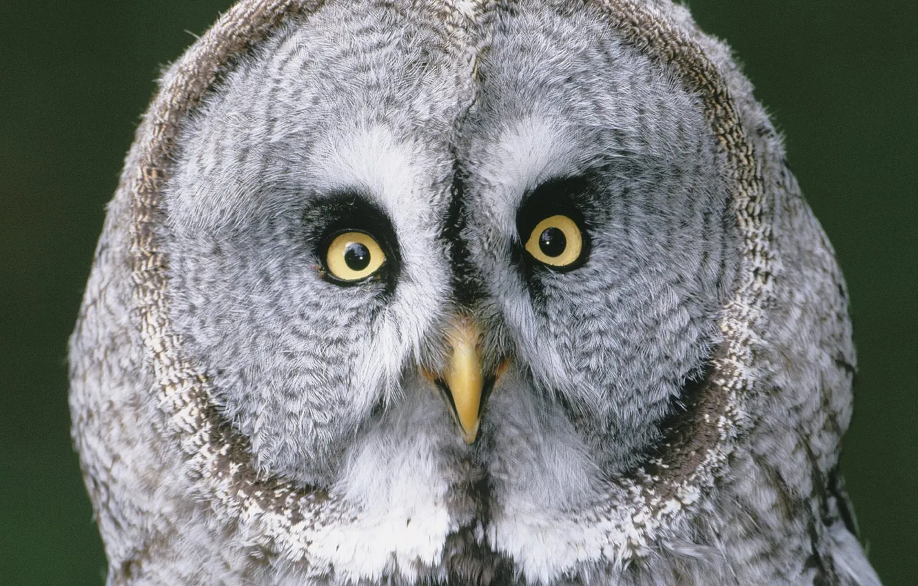 Wallpaper eyes, birds, owl for mobile and desktop, section животные ...