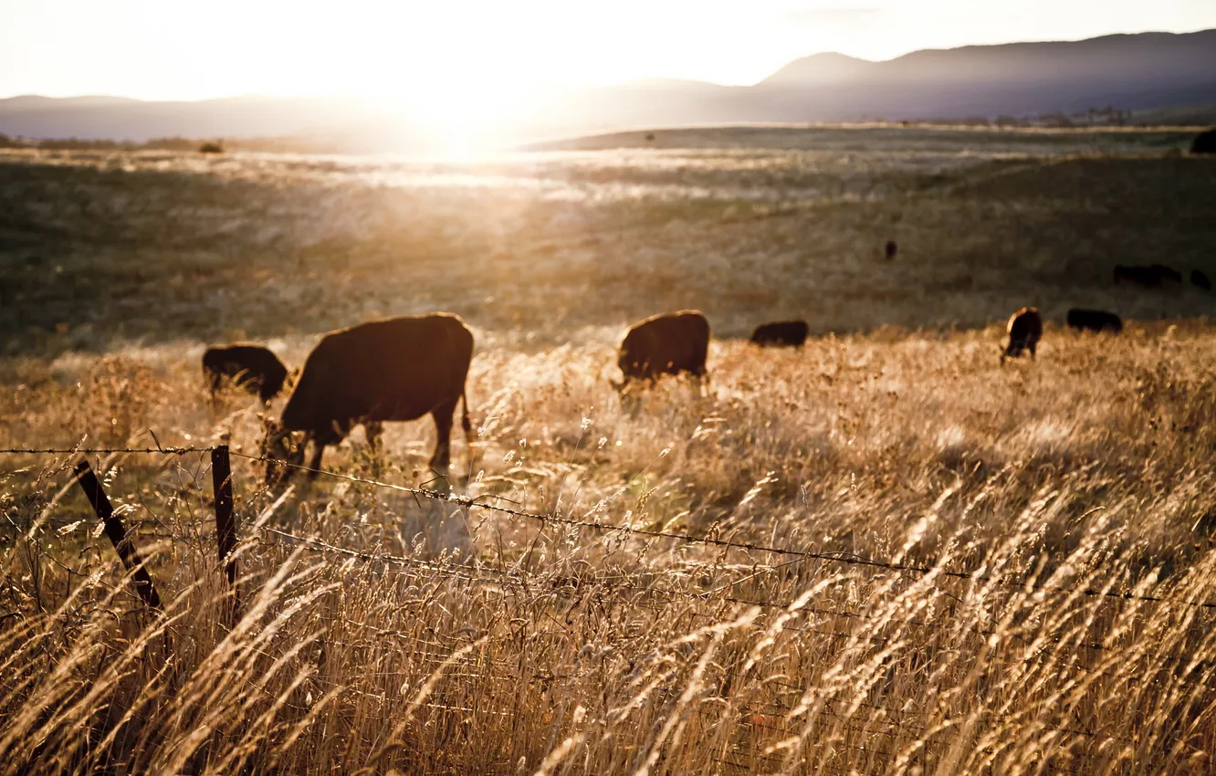 Photo wallpaper field, landscape, sunset, the fence, cows