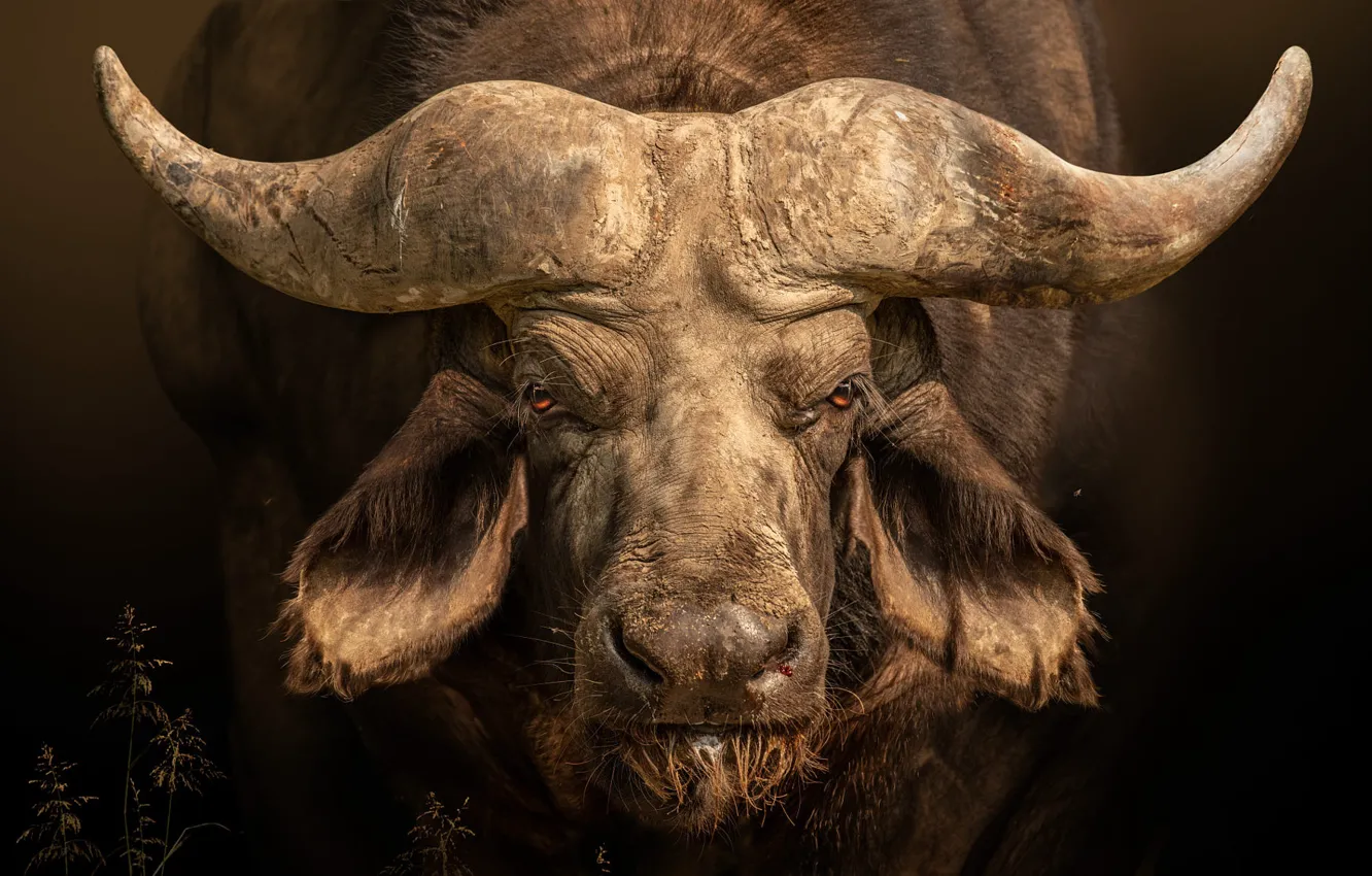 Photo wallpaper face, the dark background, portrait, horns, bull, Buffalo, African Buffalo