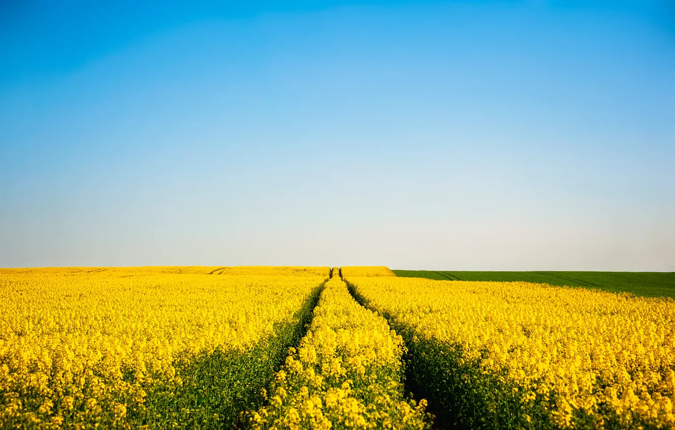 Photo wallpaper field, the sky, flowers, blue, horizon, field of flowers, farm