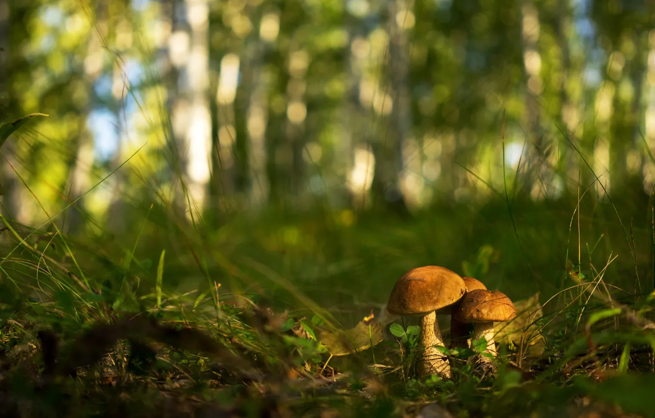 Photo wallpaper autumn, forest, grass, leaves, light, nature, glade, mushrooms