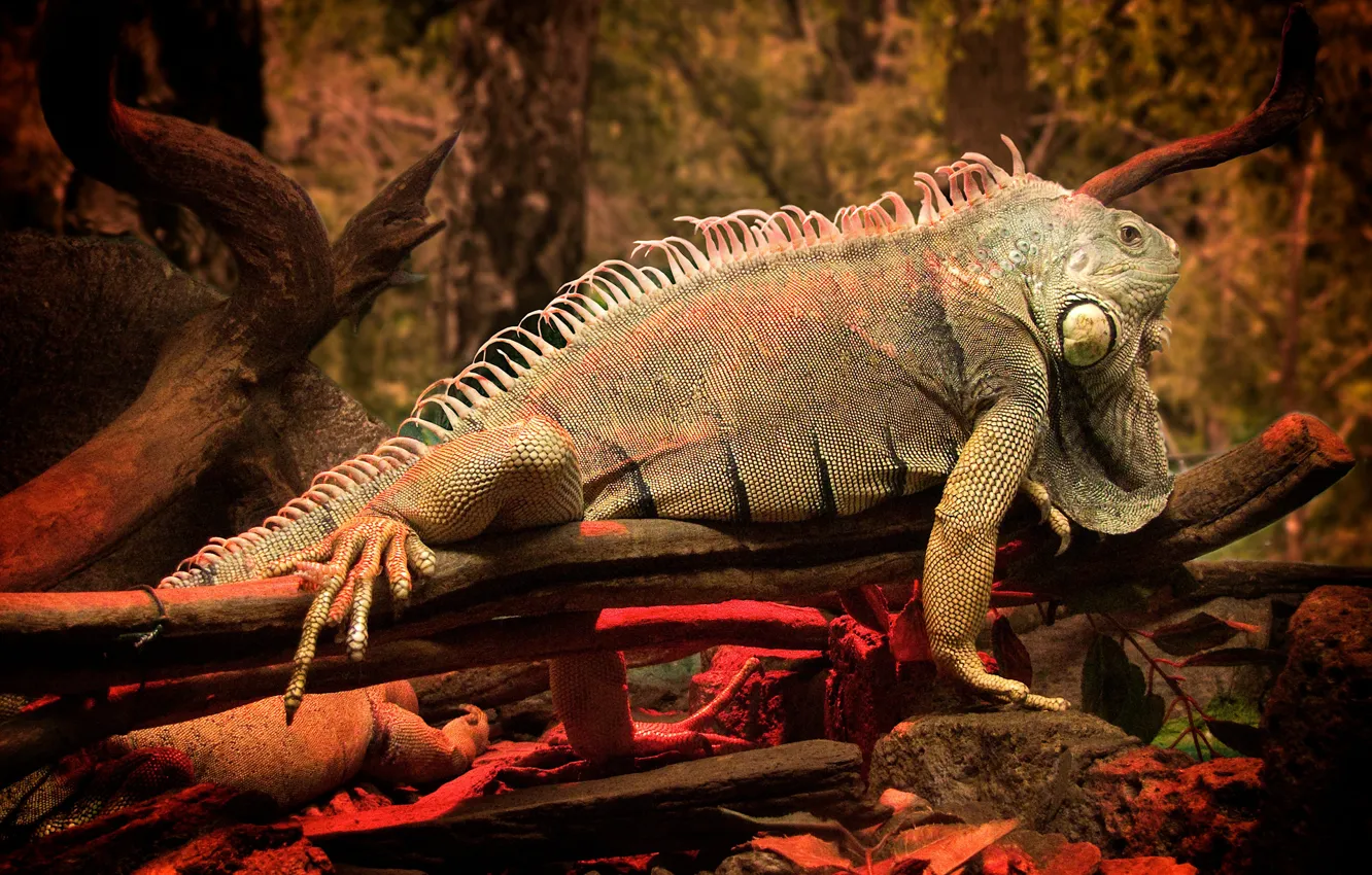 Photo wallpaper trees, iguana