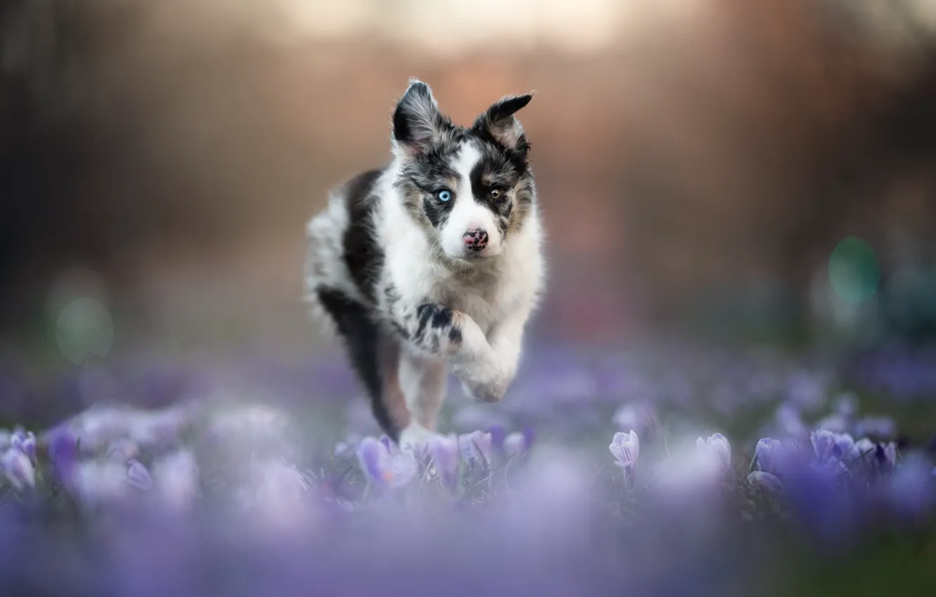 Photo wallpaper flowers, dog, crocuses, puppy, walk, bokeh, Australian shepherd, Aussie