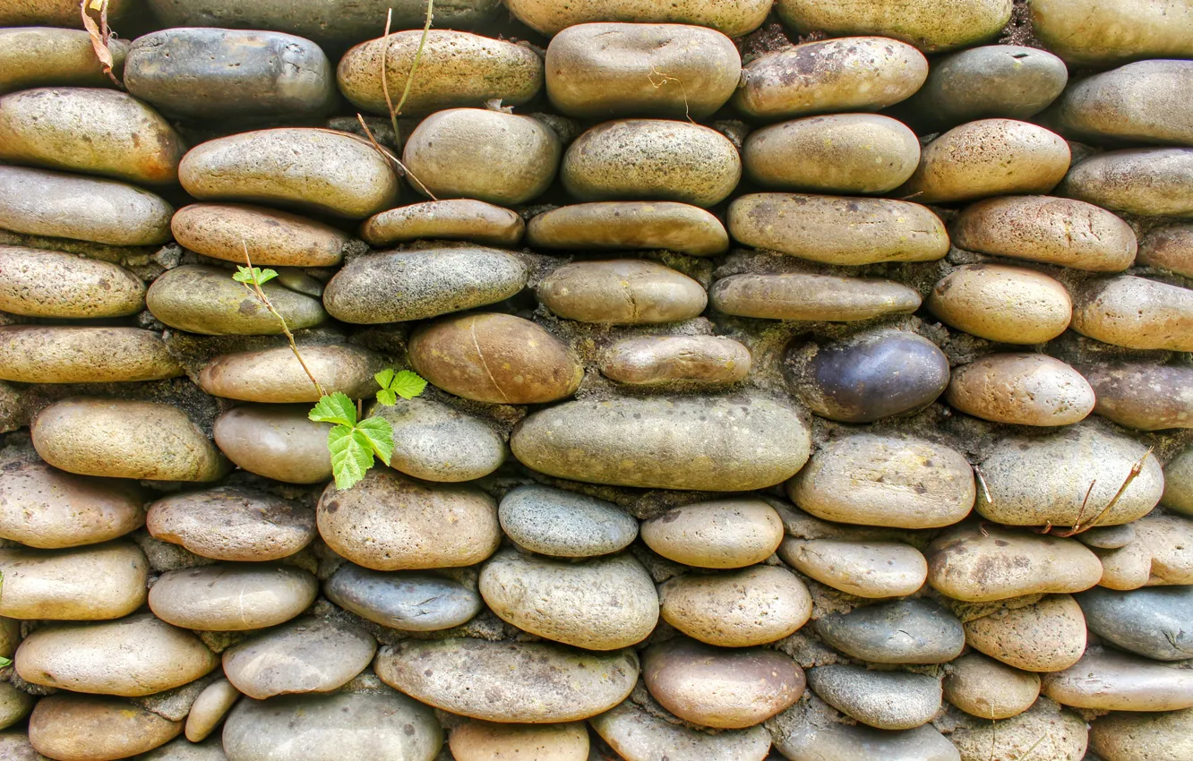Photo wallpaper grey, leaf, Stone