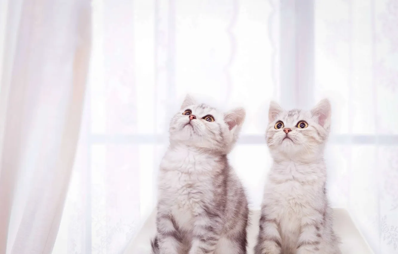 Photo wallpaper look, cats, pose, kittens, faces