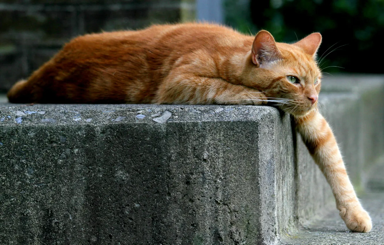 Photo wallpaper cat, cat, paw, red, lies