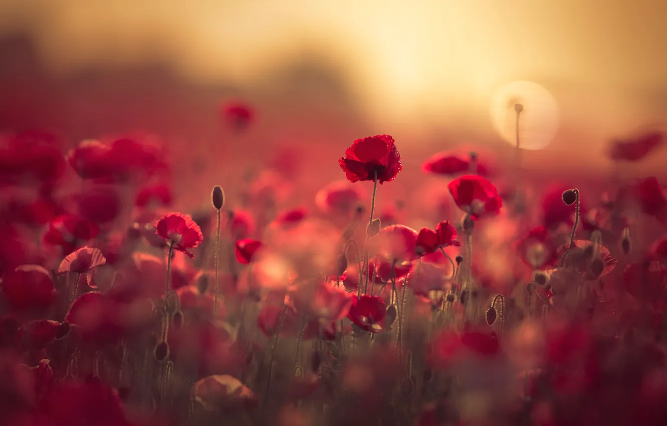 Photo wallpaper field, summer, the sky, drops, light, flowers, red, nature