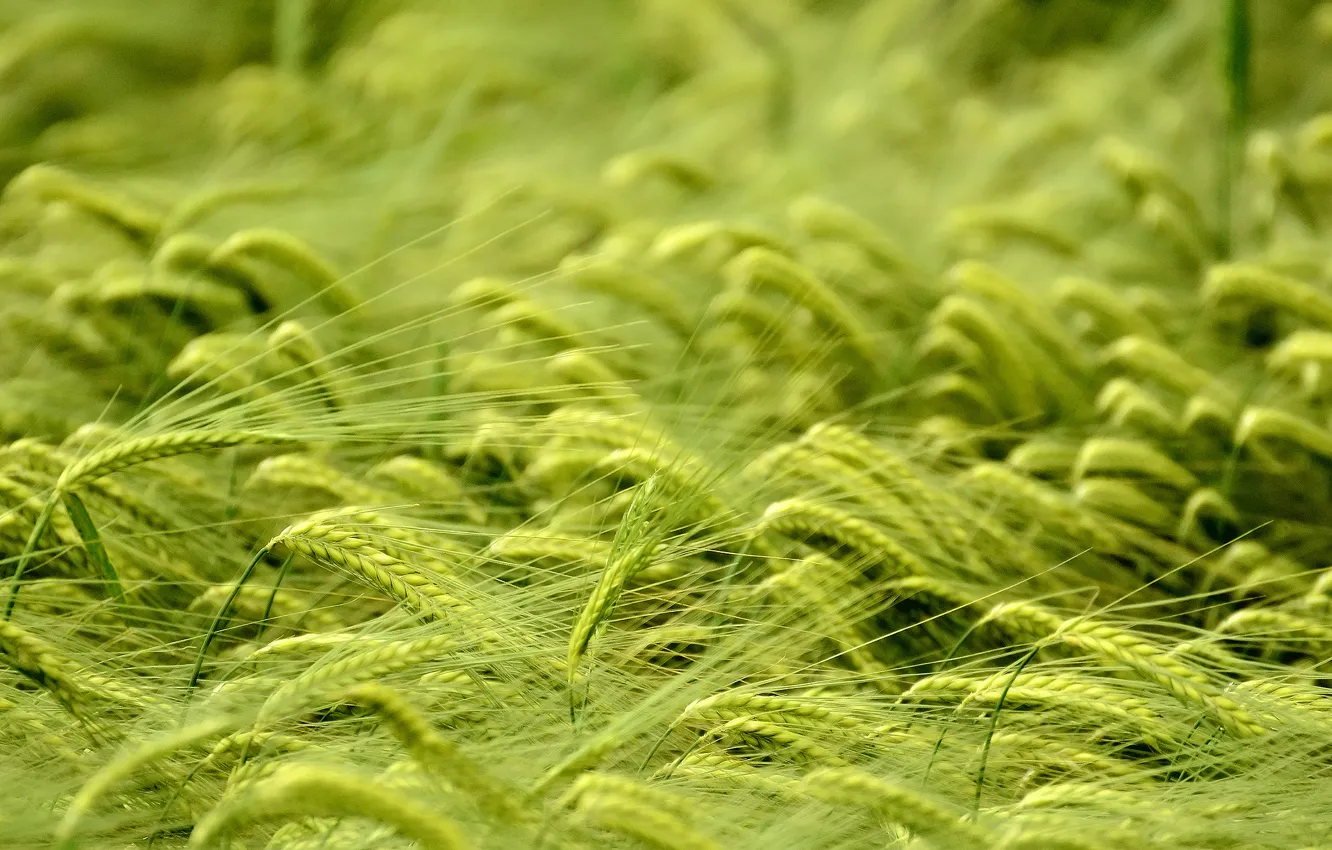 Photo wallpaper wheat, field, macro, spikelets