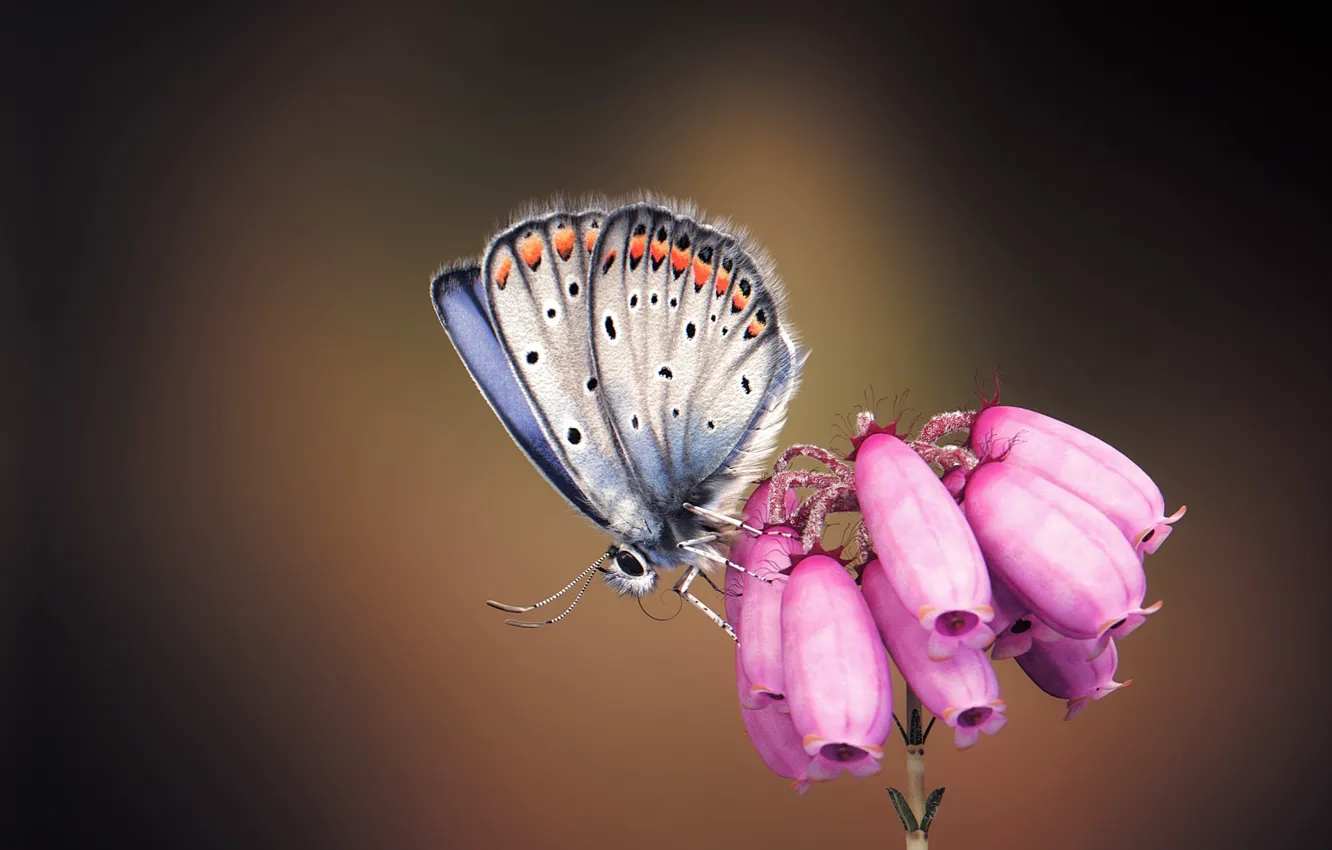 Photo wallpaper butterfly, art, flower, monteillard damien, Silver-studded Blue Butterfly