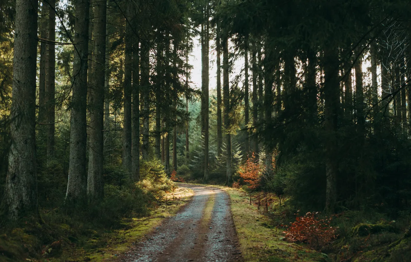 Photo wallpaper road, forest, trees, nature, pine
