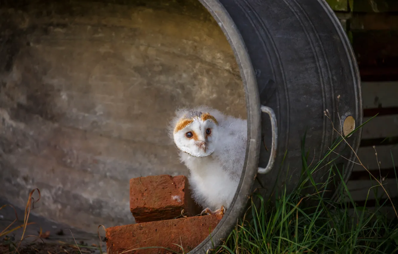 Photo wallpaper white, grass, look, owl, bird, brick, baby, fluff