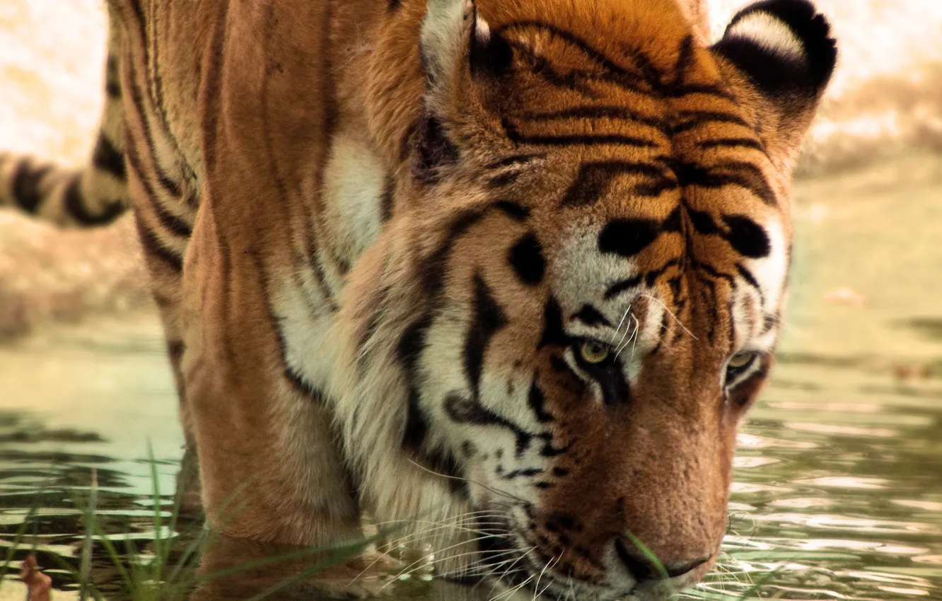 Photo wallpaper water, tiger, thirsty