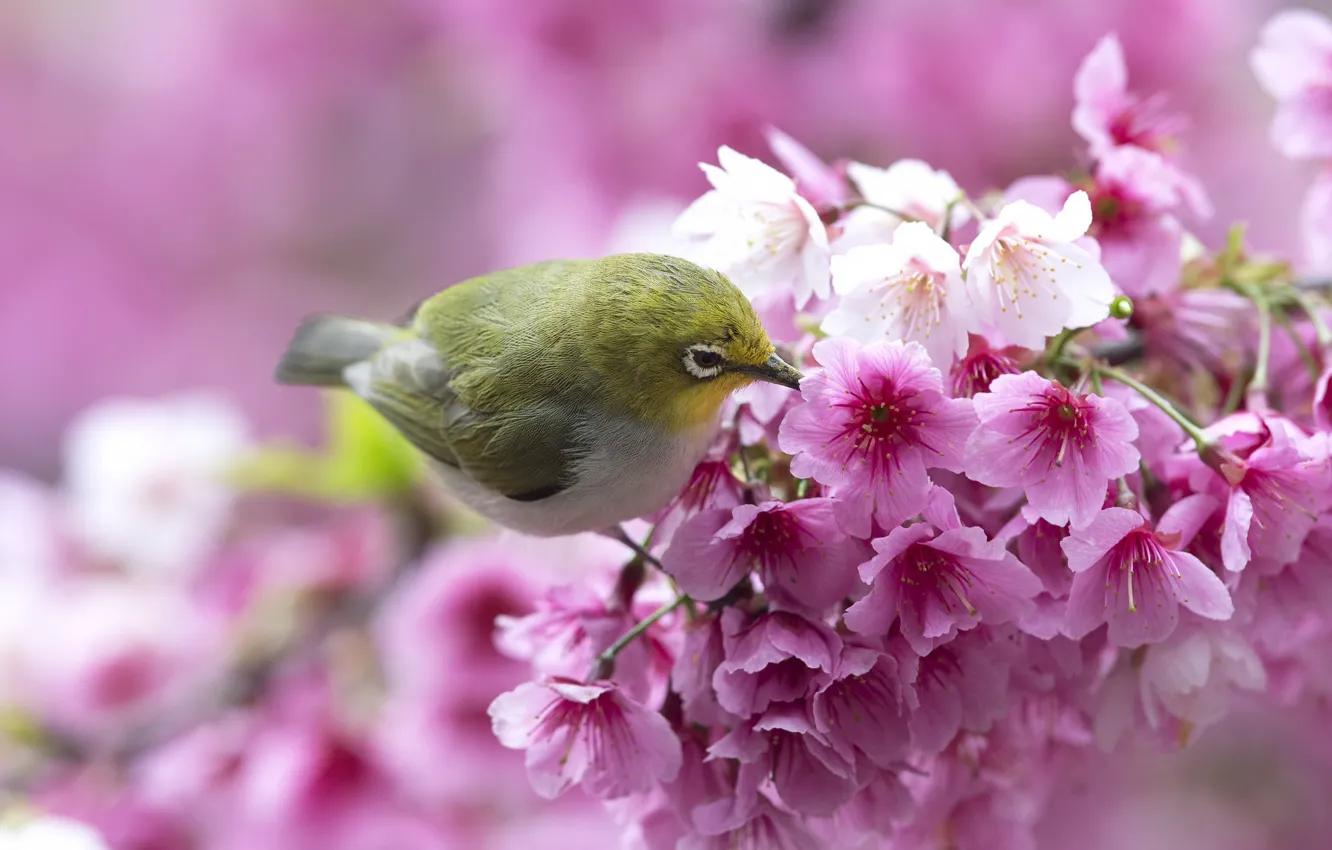 Photo wallpaper flowers, bird, branch, spring, Sakura, white-eyed, white eye, white-eye