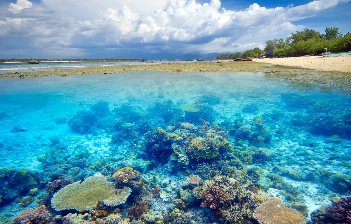 Photo wallpaper water, tropics, shore, the bottom, coral reefs