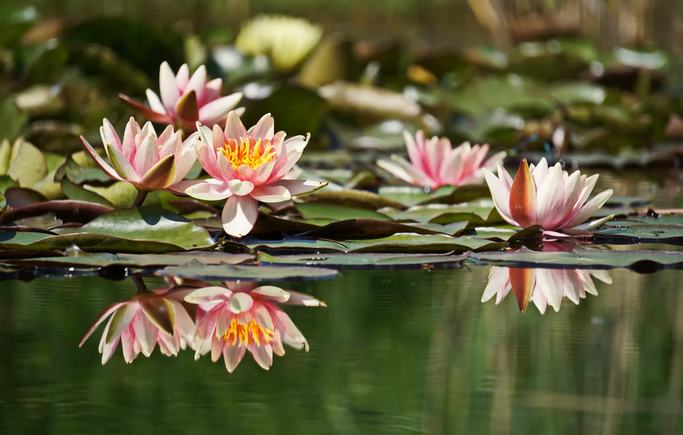 Photo wallpaper water, reflection, water lilies, Nymphaeum