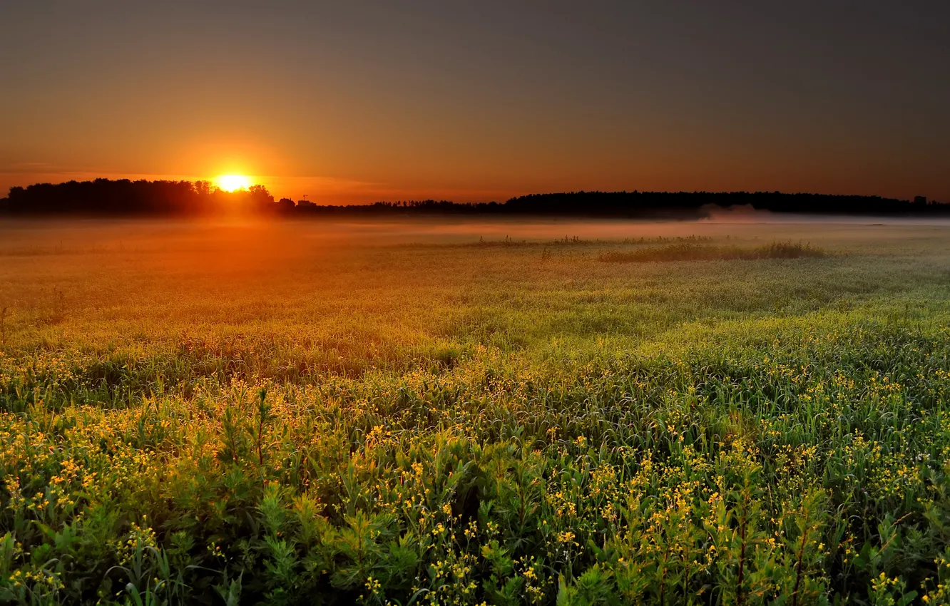 Photo wallpaper field, the sun, landscape, nature, fog, sunrise, dawn, morning