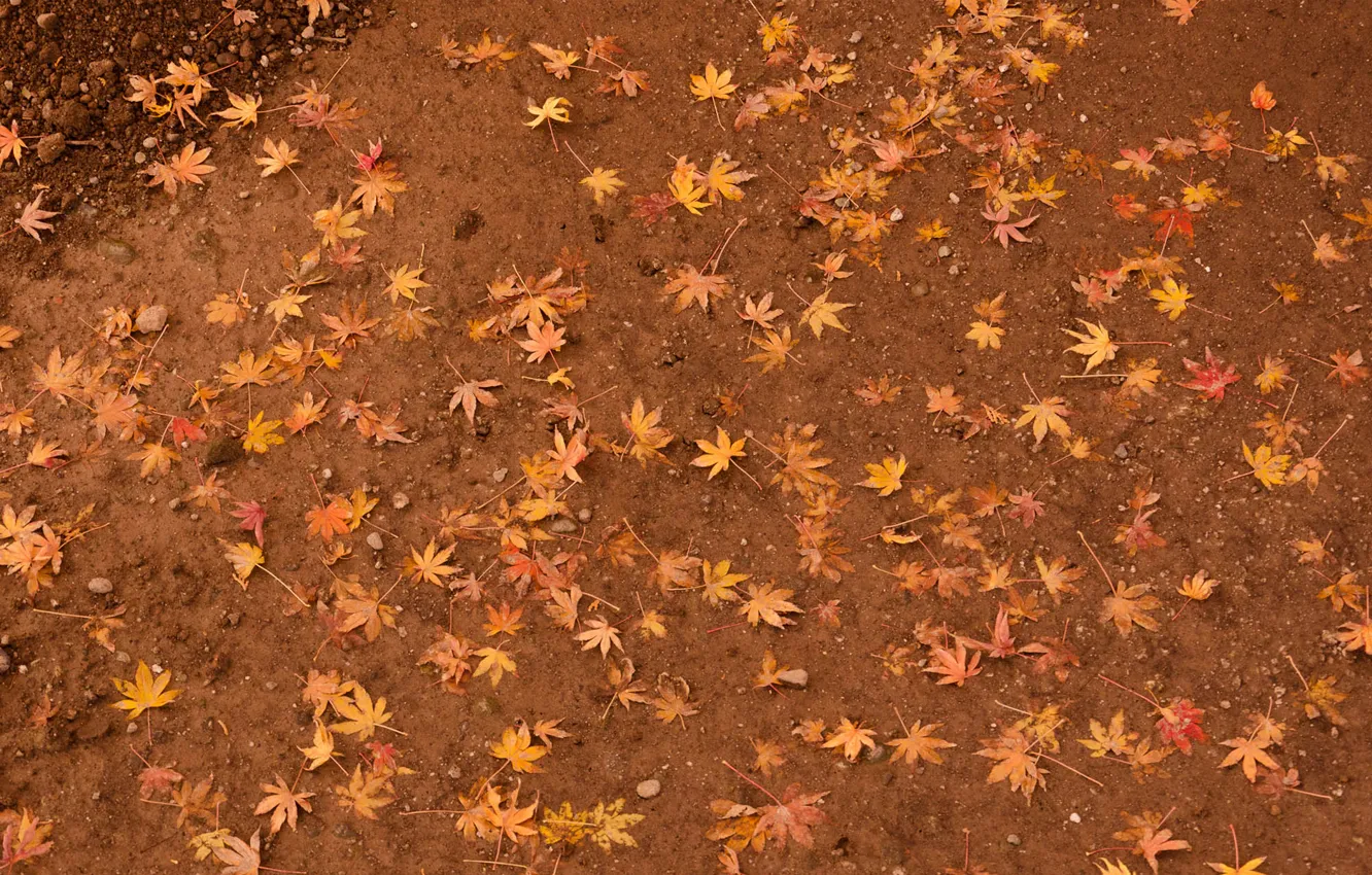 Photo wallpaper leaves, yellow, earth, maple