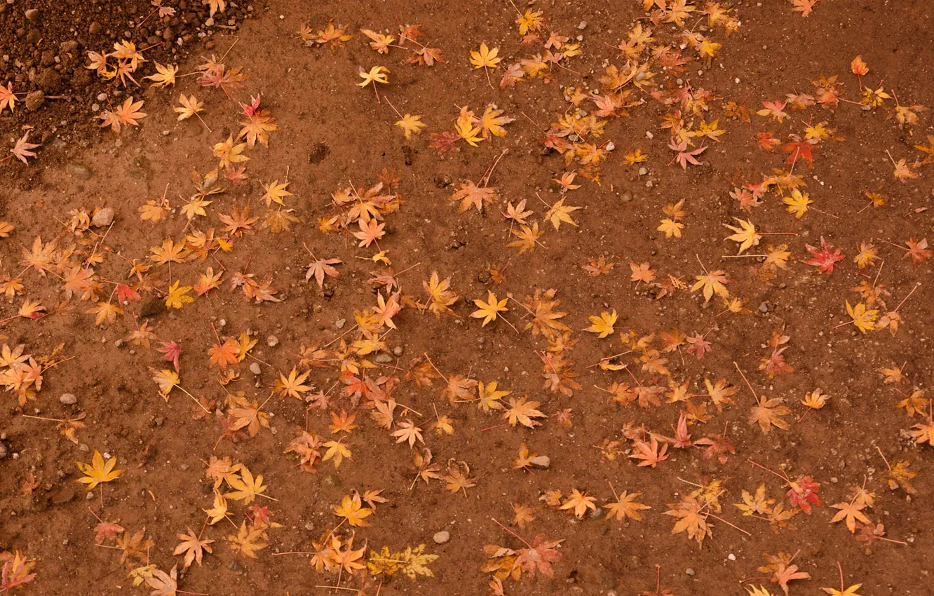 Photo wallpaper leaves, earth, yellow, maple