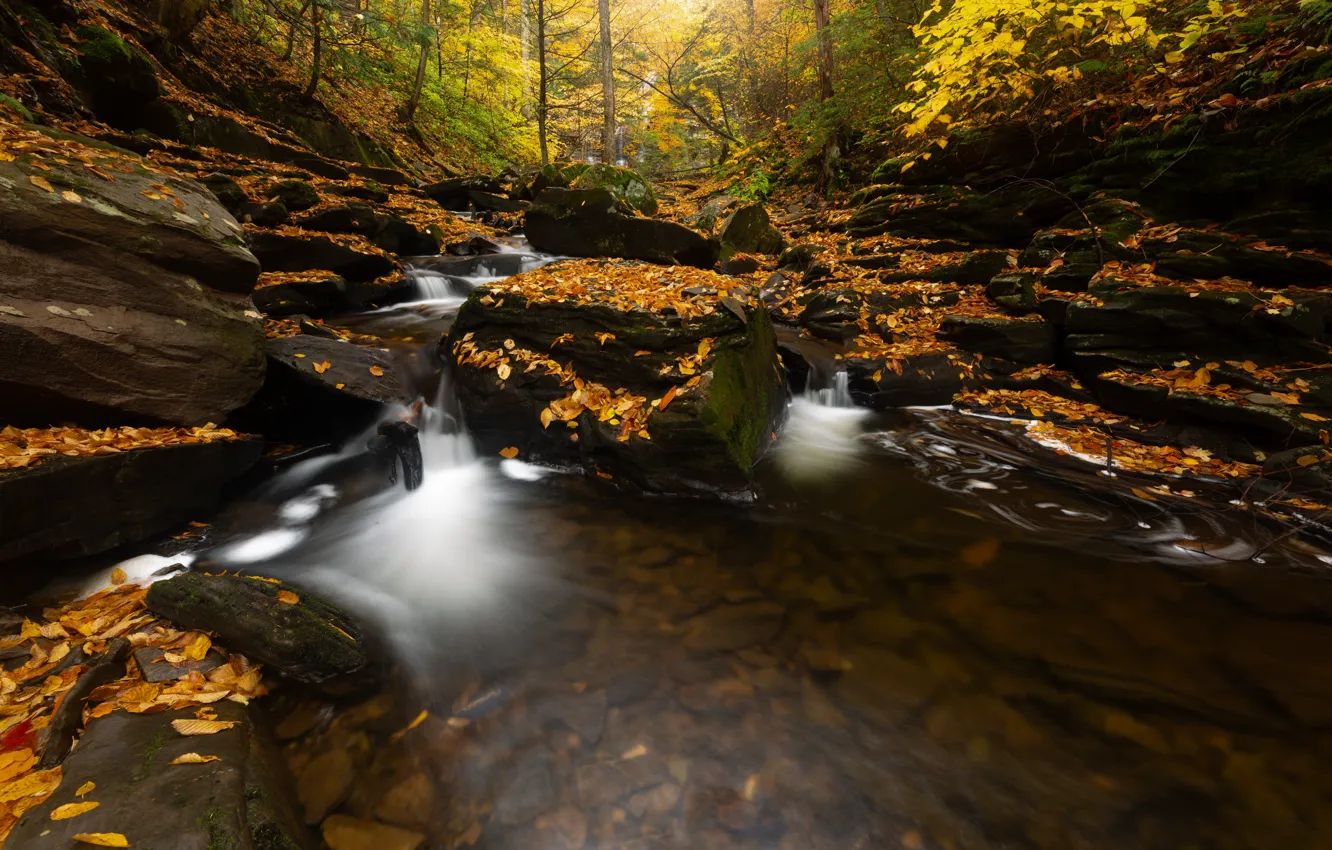 Photo wallpaper autumn, forest, leaves, branches, stones, rocks, waterfall, the bottom