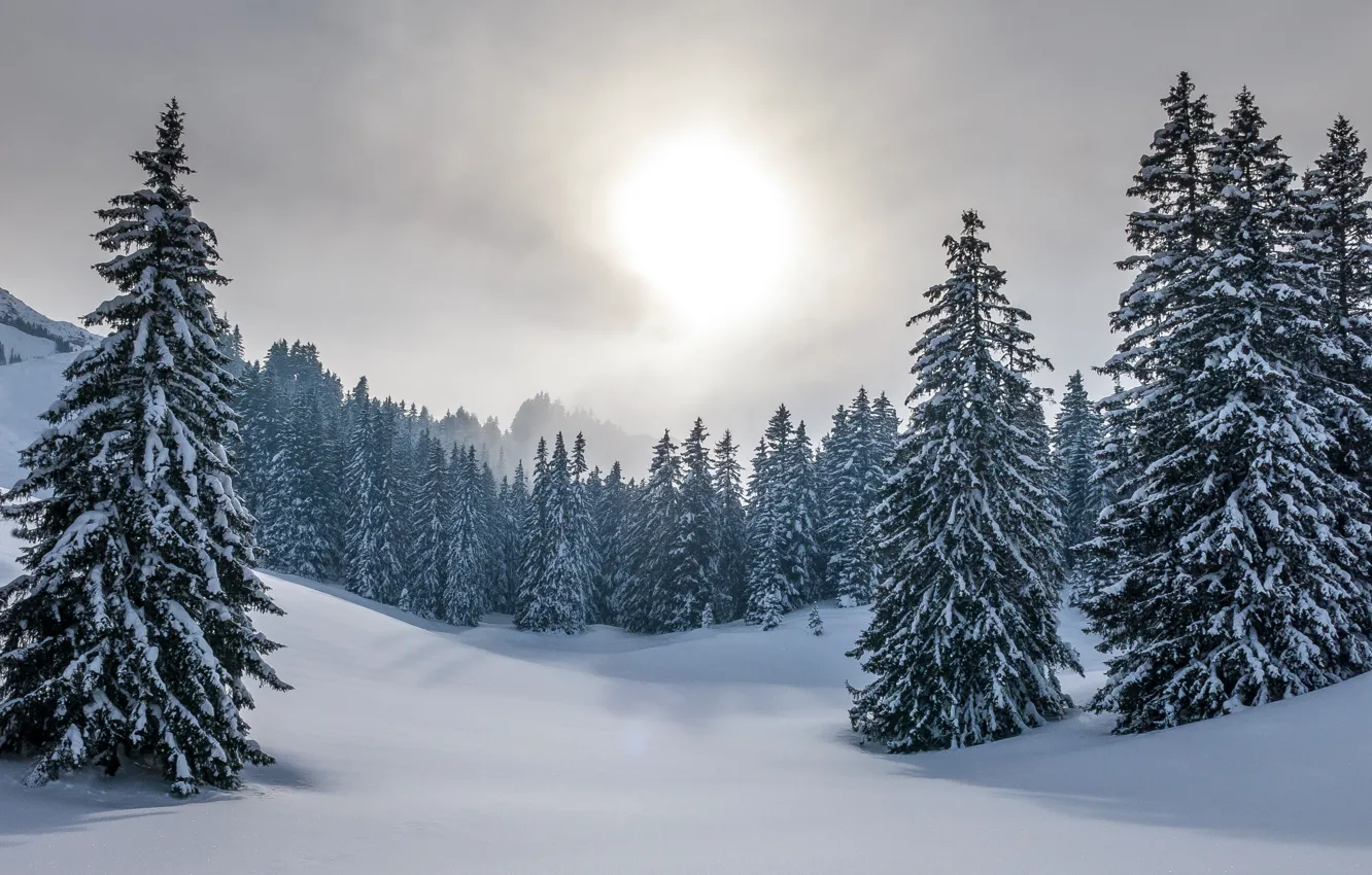 Photo wallpaper winter, forest, the sky, the sun, snow, nature, ate, the snow