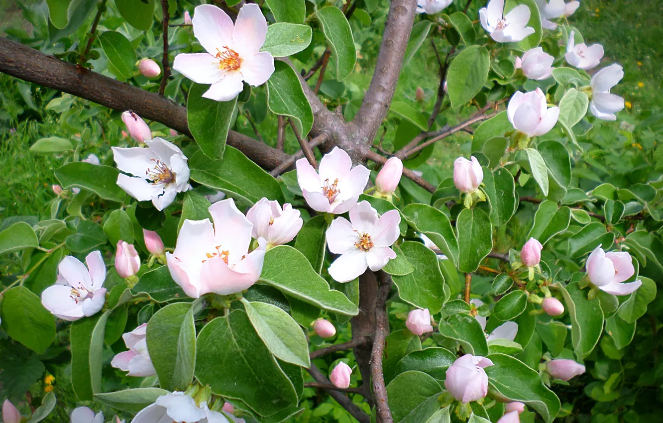 Photo wallpaper may, flowering, quince