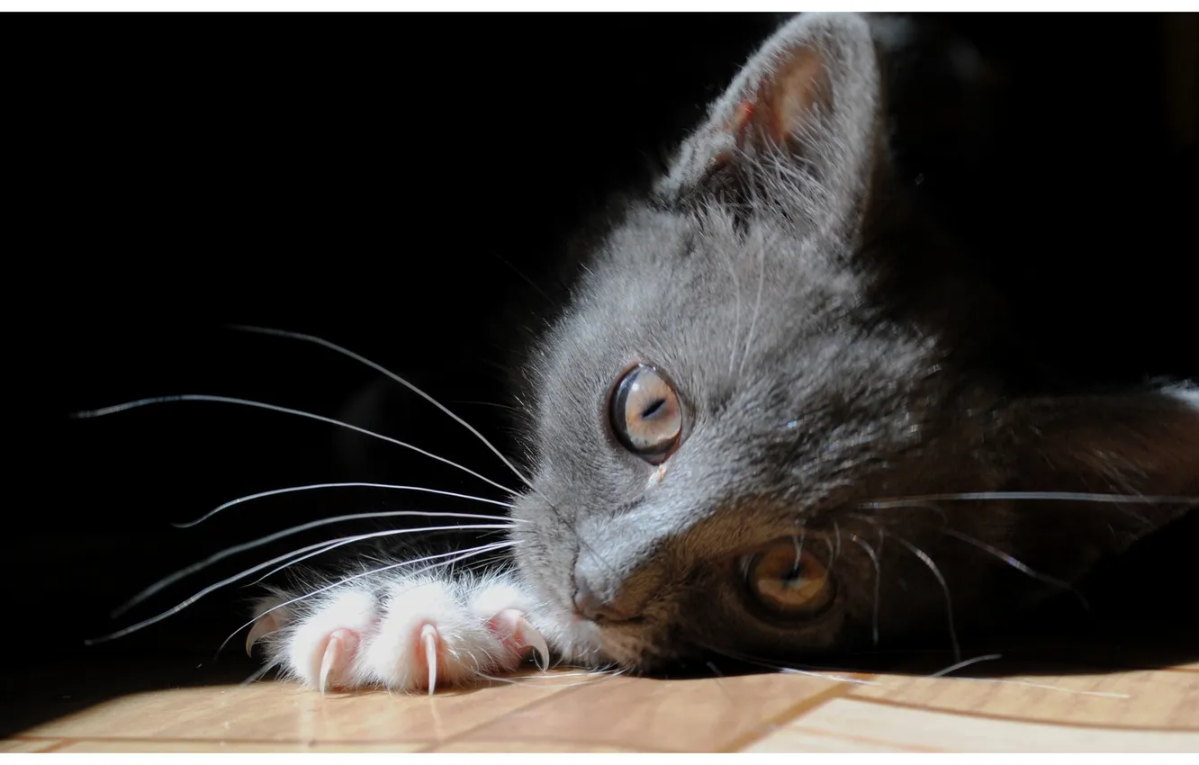 Photo wallpaper cat, eyes, cat, look, floor, lies, kitty, attention