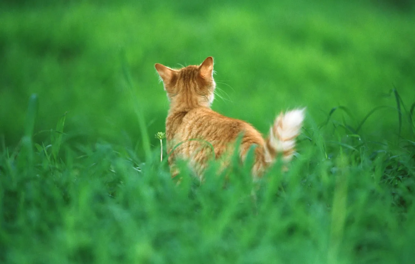 Photo wallpaper grass, cat, tail, red