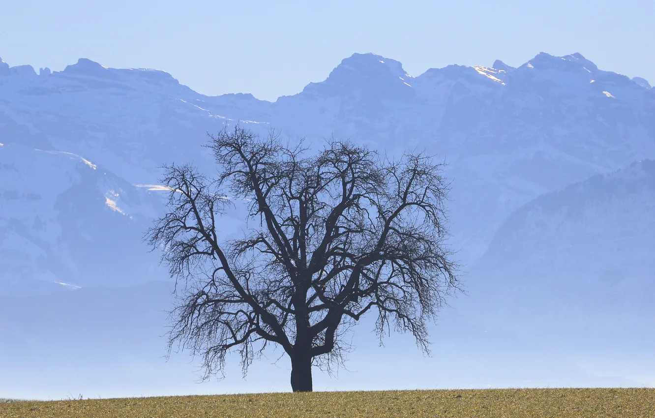 Photo wallpaper the sky, trees, mountains, haze
