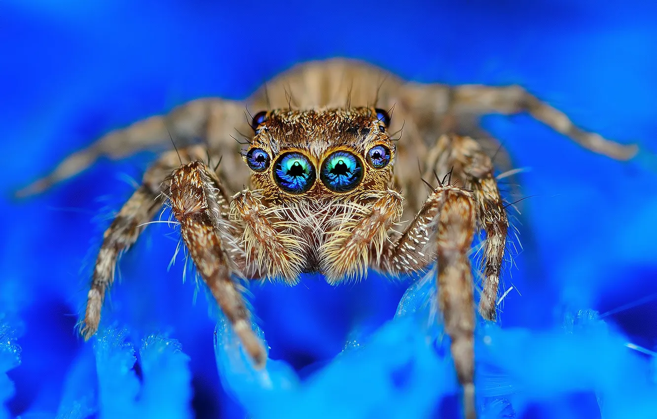 Photo wallpaper eyes, macro, nature, spider