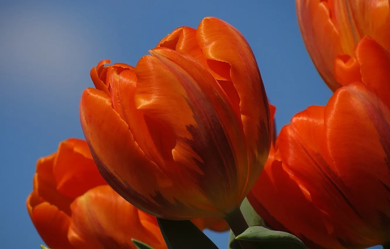 Photo wallpaper the sky, petals, tulips, orange