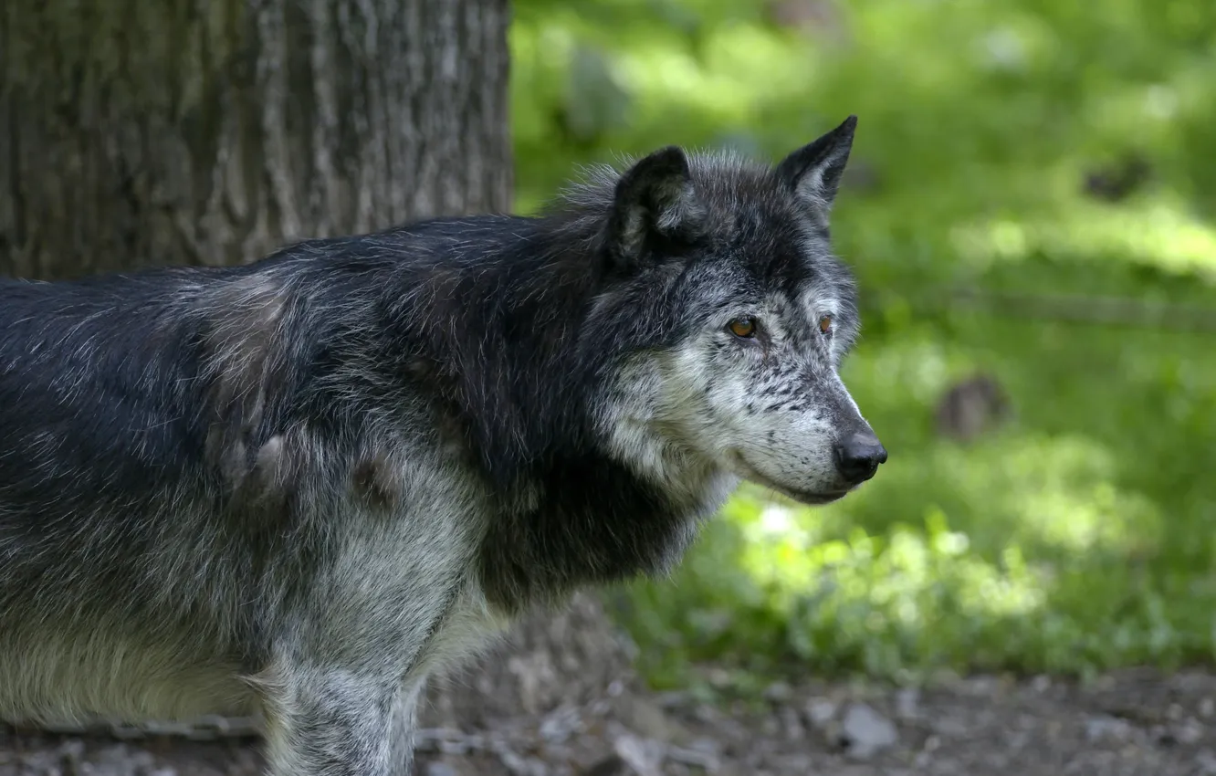 Photo wallpaper grey, wolf, predator, profile