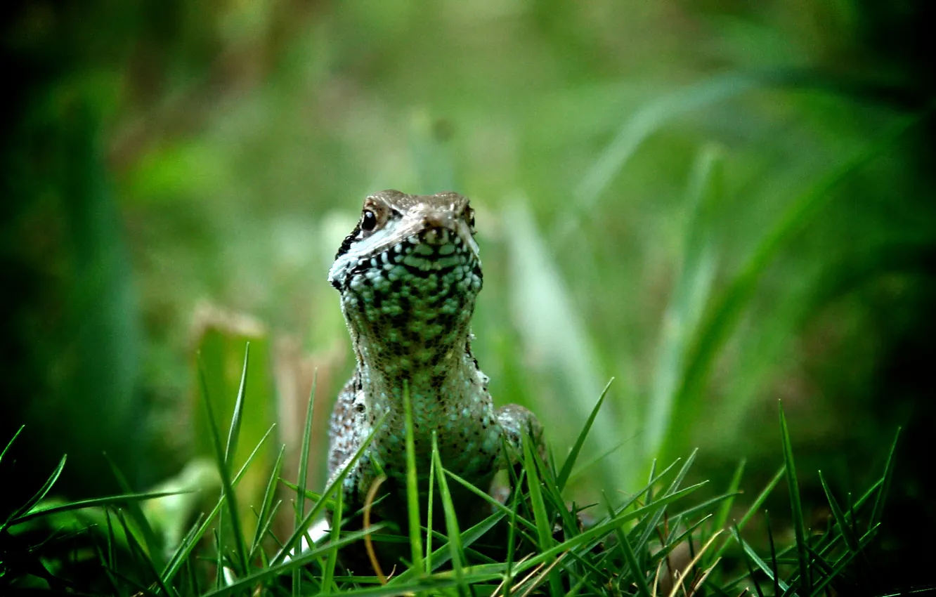 Photo wallpaper macro, chameleon, lizard, macro