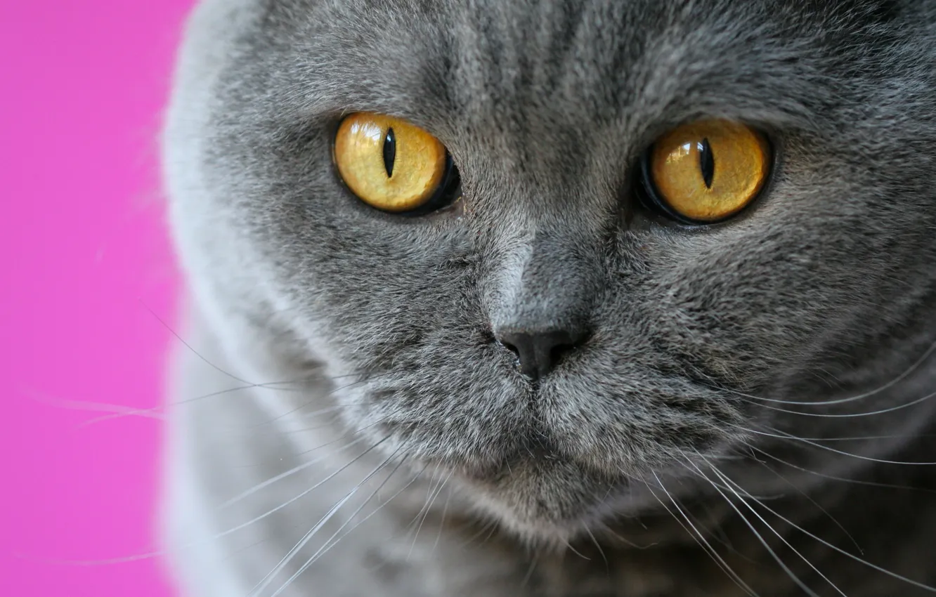 Photo wallpaper cat, eyes, cat, mustache, look, muzzle, British Shorthair