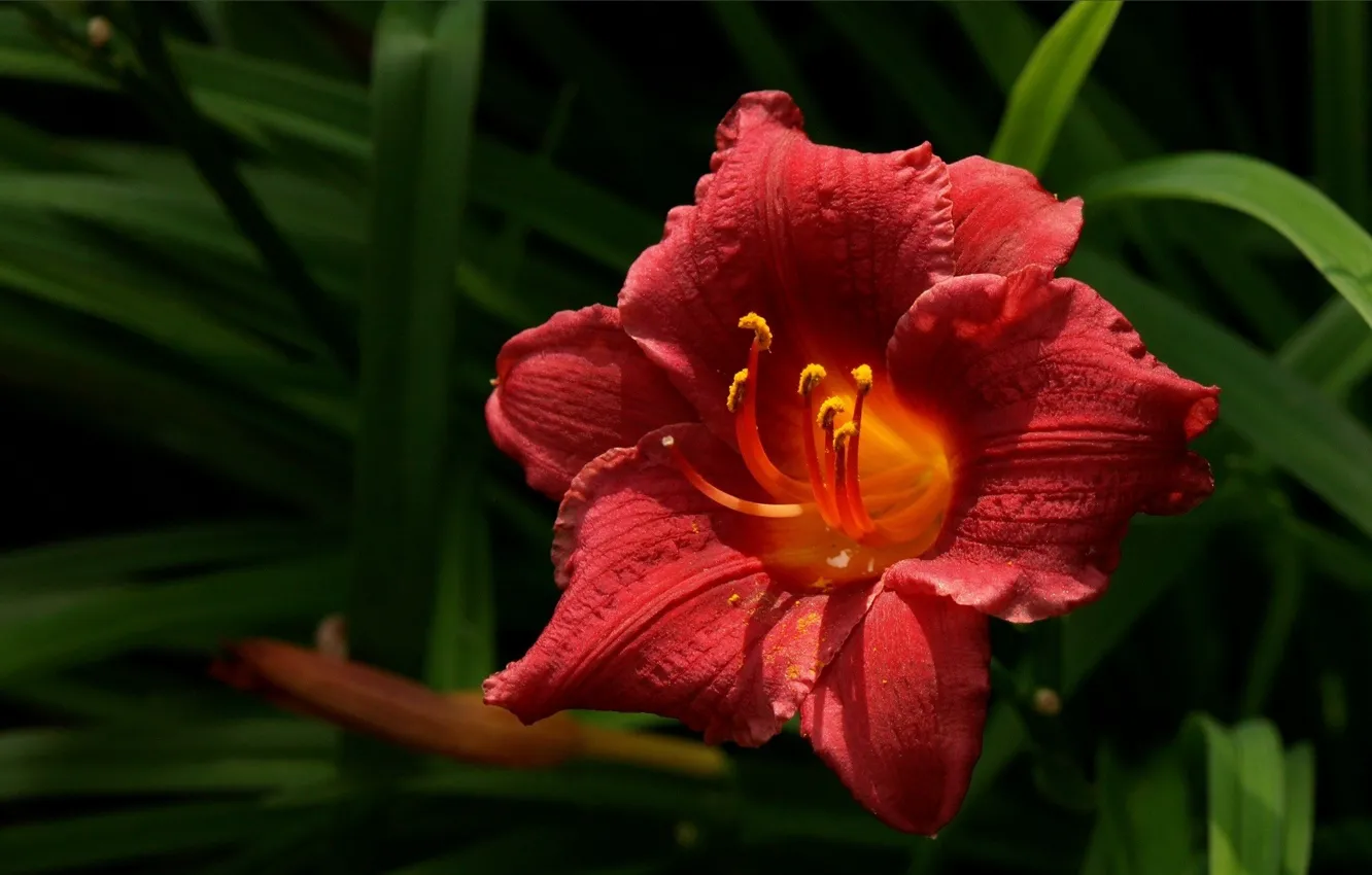 Photo wallpaper macro, flowers, red, nature, plant, petals