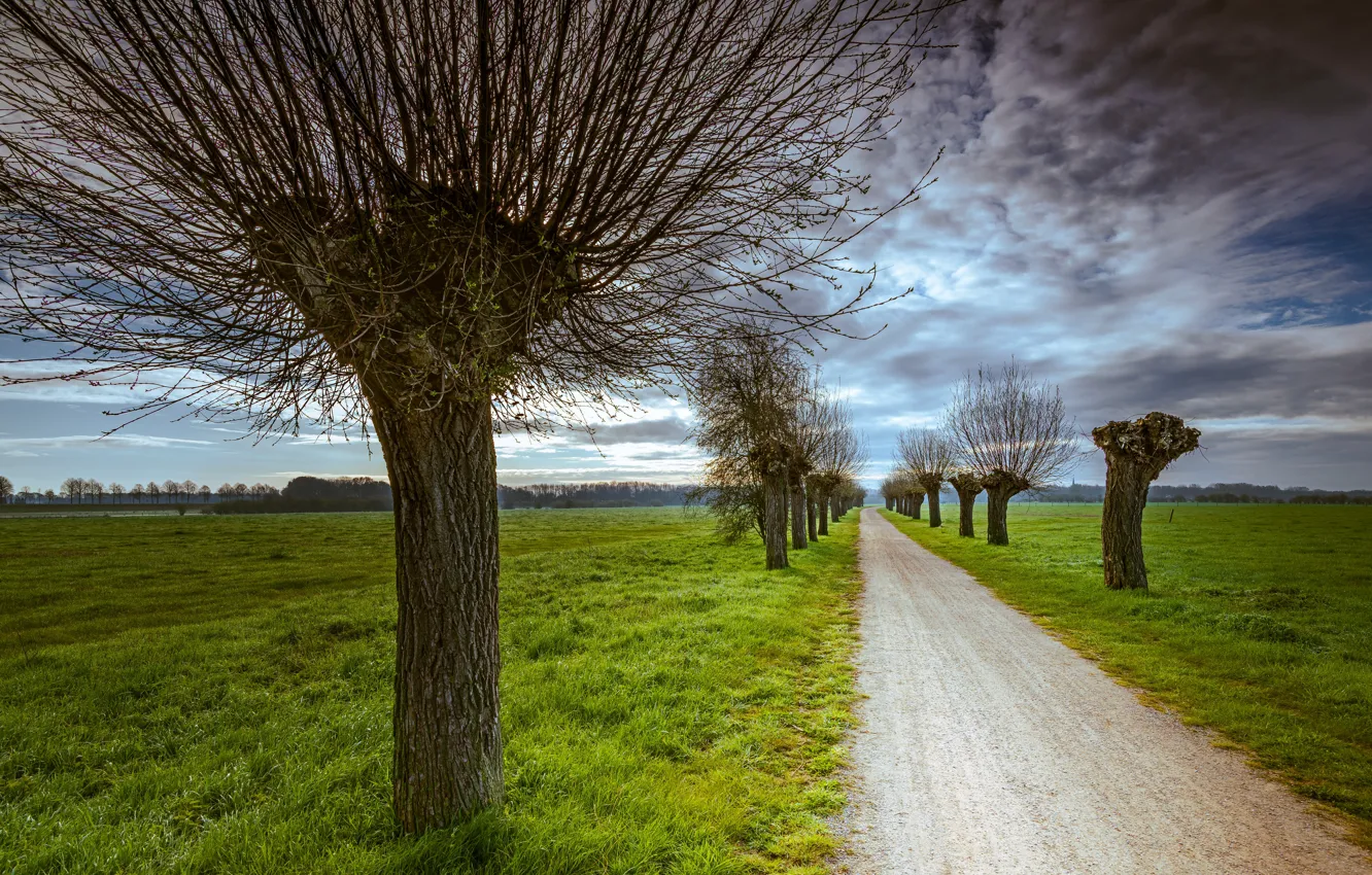 Photo wallpaper road, the sky, trees