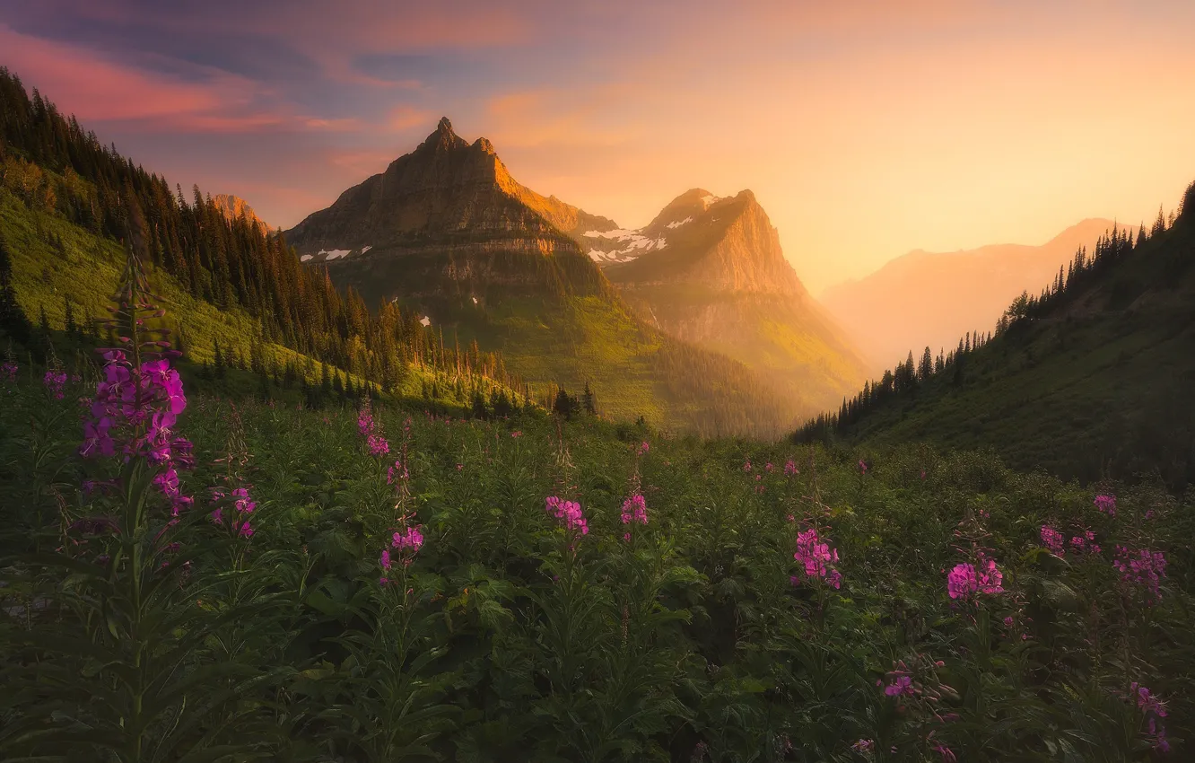 Photo wallpaper summer, flowers, mountains, fog, slope, Ivan-tea