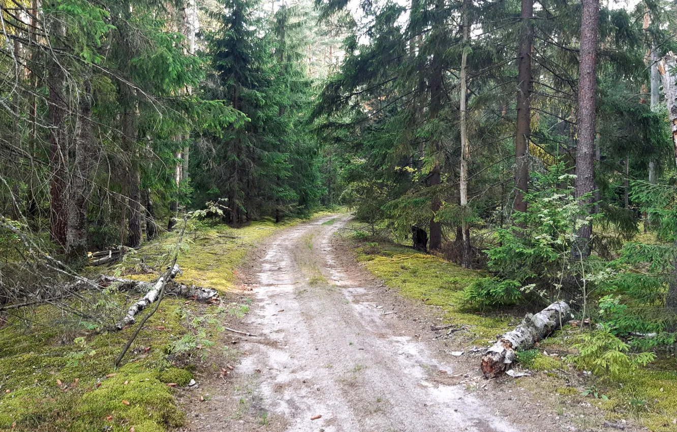 Photo wallpaper road, forest, tree