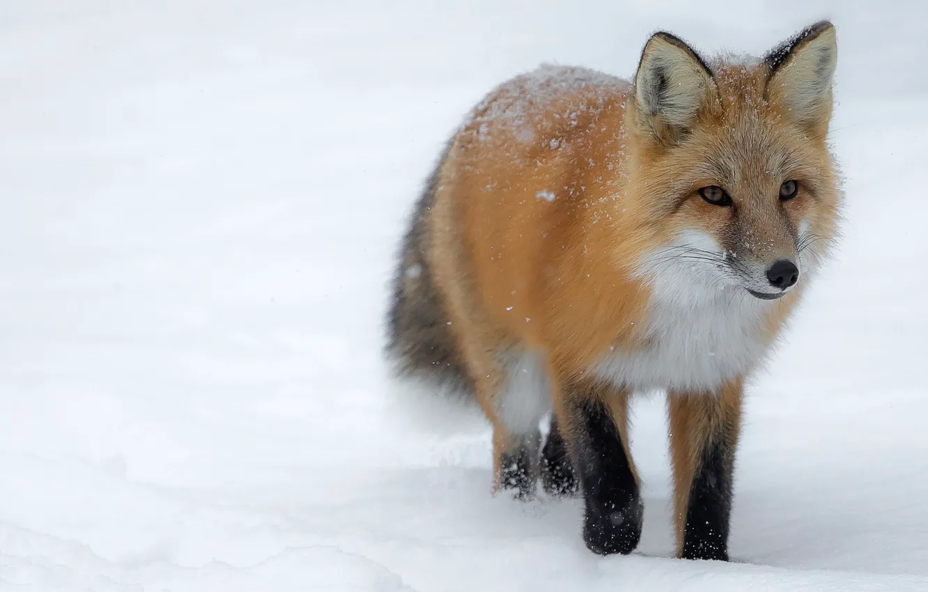 Photo wallpaper winter, look, face, snow, Fox, walk, snowfall