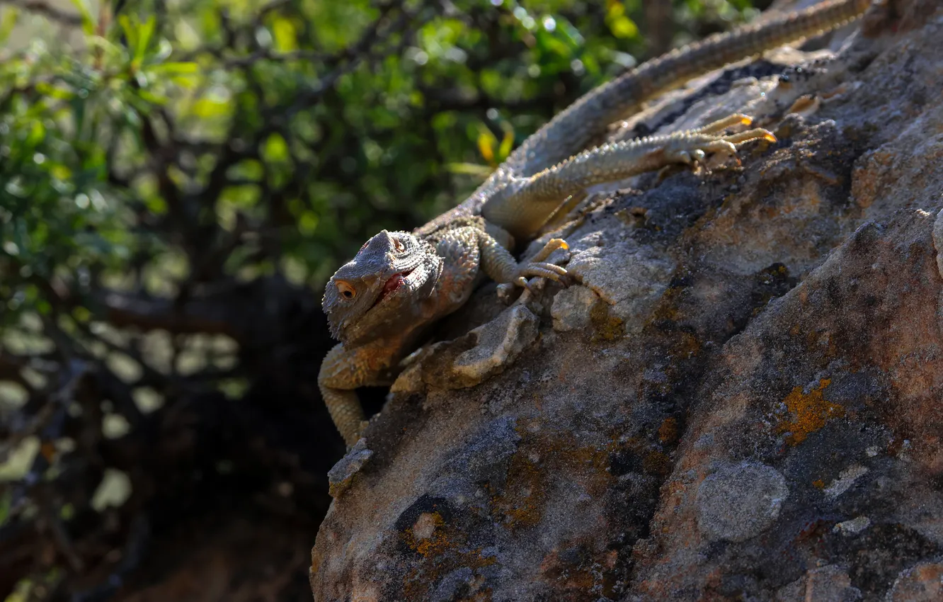 Photo wallpaper stones, lizard, reptile, a child of nature, Magov Marat, Caucasian Agama