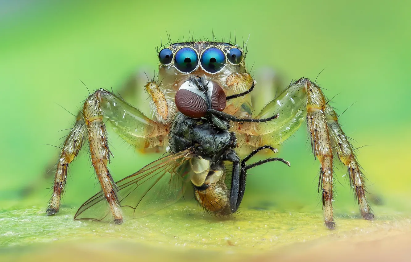 Photo wallpaper eyes, macro, fly, background, leaf, spider, jumper, jumper