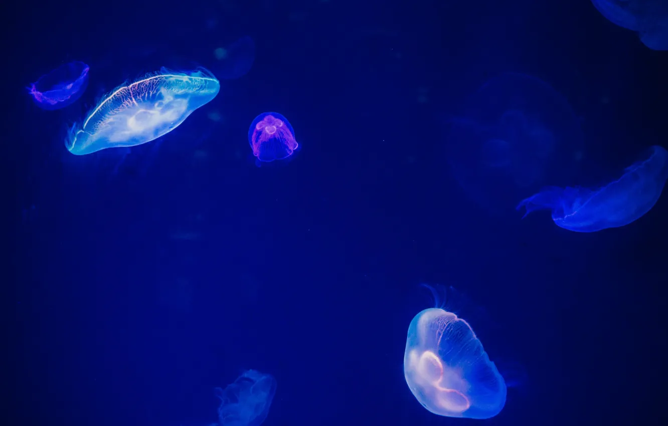 Photo wallpaper jellyfish, under water, blurred background