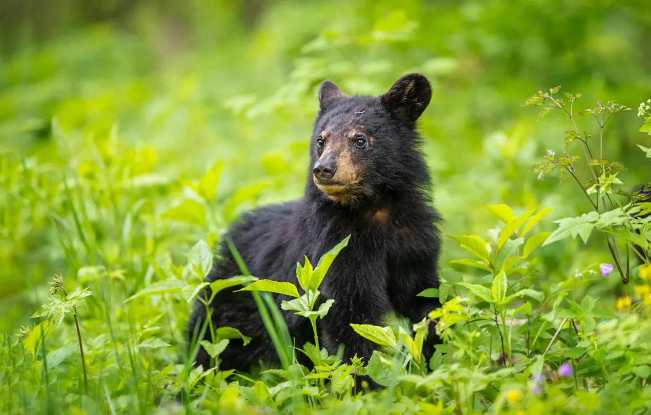 Photo wallpaper greens, face, leaves, portrait, baby, bear, bear, bear