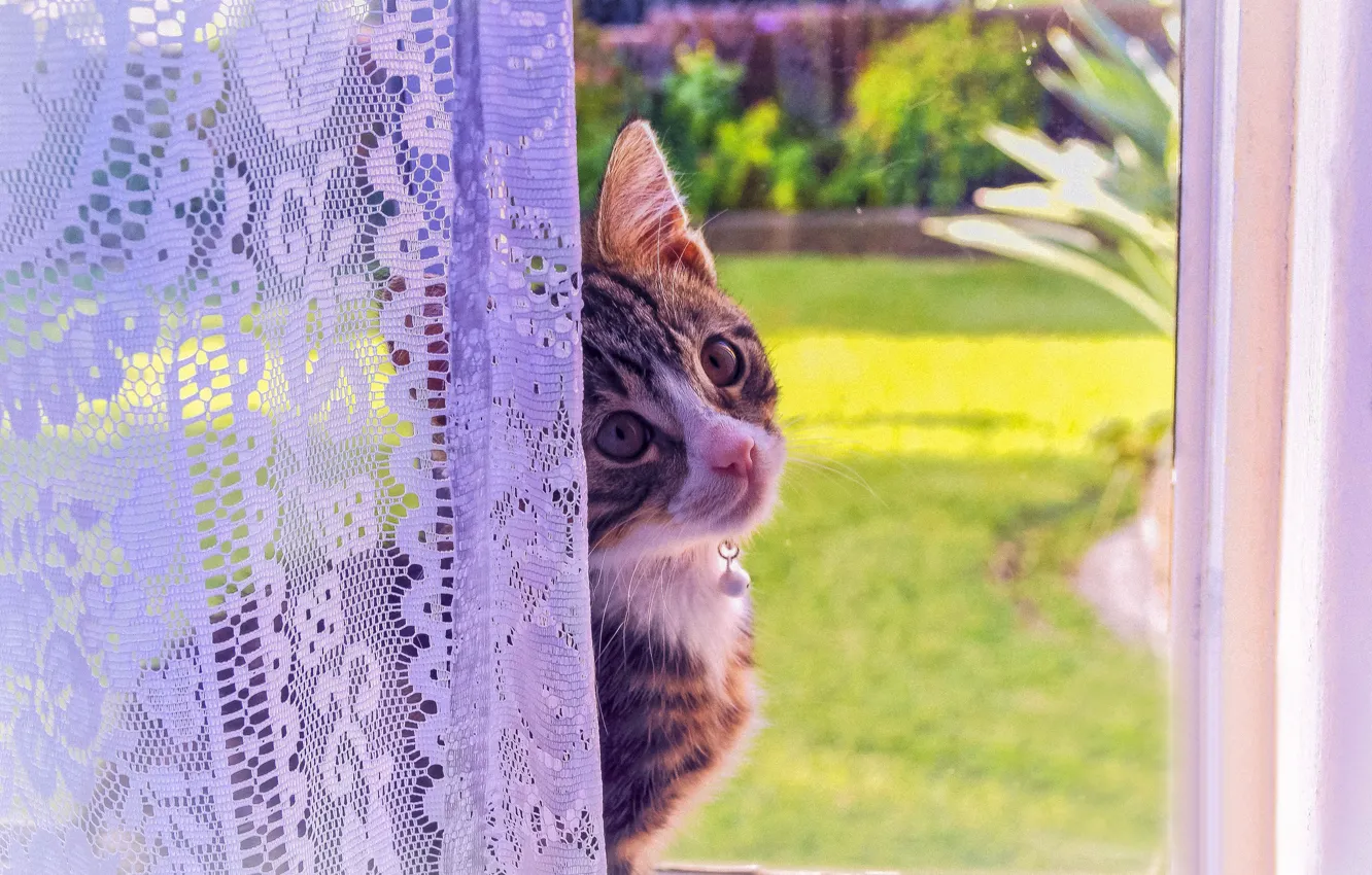 Photo wallpaper cat, look, kitty, window