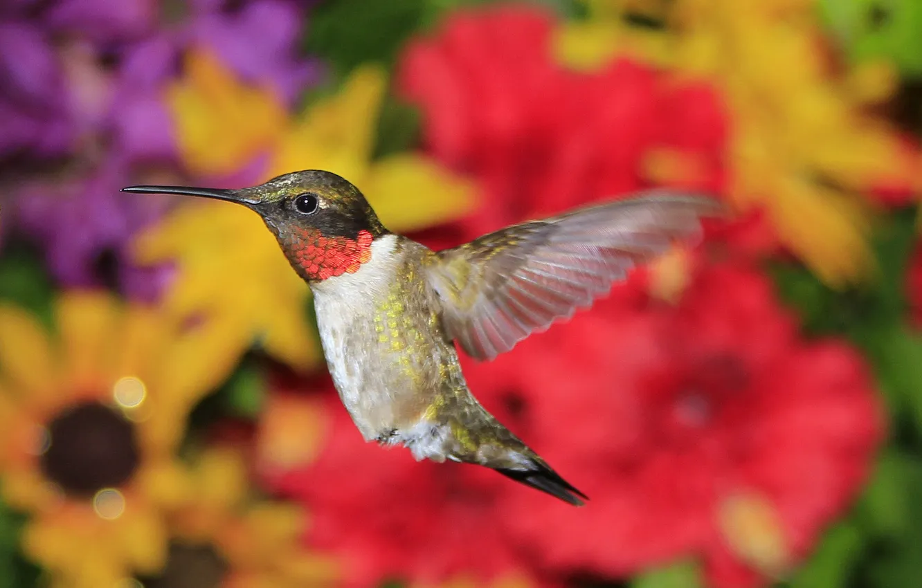 Photo wallpaper bird, wings, beak, Hummingbird