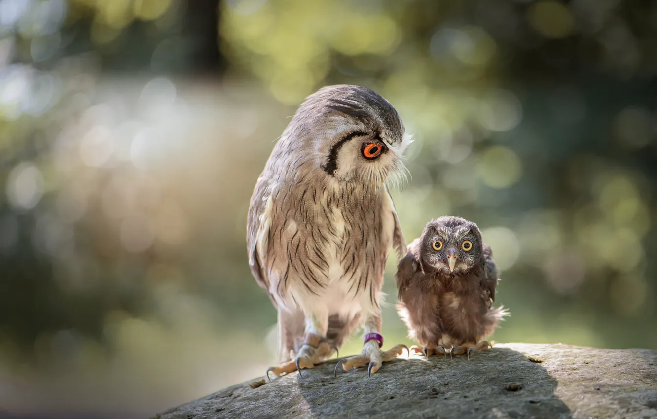 Photo wallpaper look, birds, nature, background, owl, stone, two, small