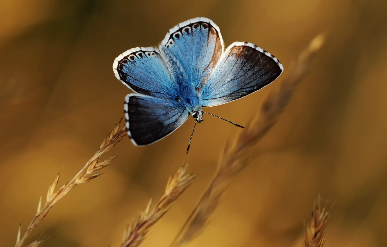 Photo wallpaper background, butterfly, plants, spikelets, blue