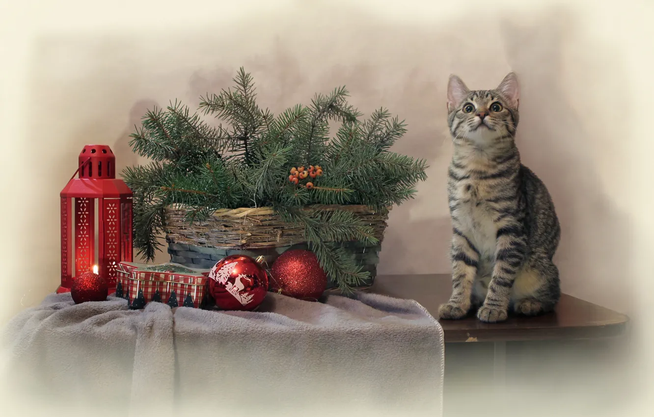 Photo wallpaper cat, cat, branches, table, animal, holiday, toys, new year