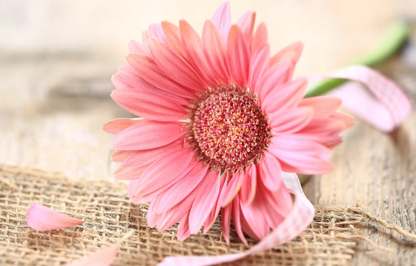 Photo wallpaper flowers, petals, gerbera