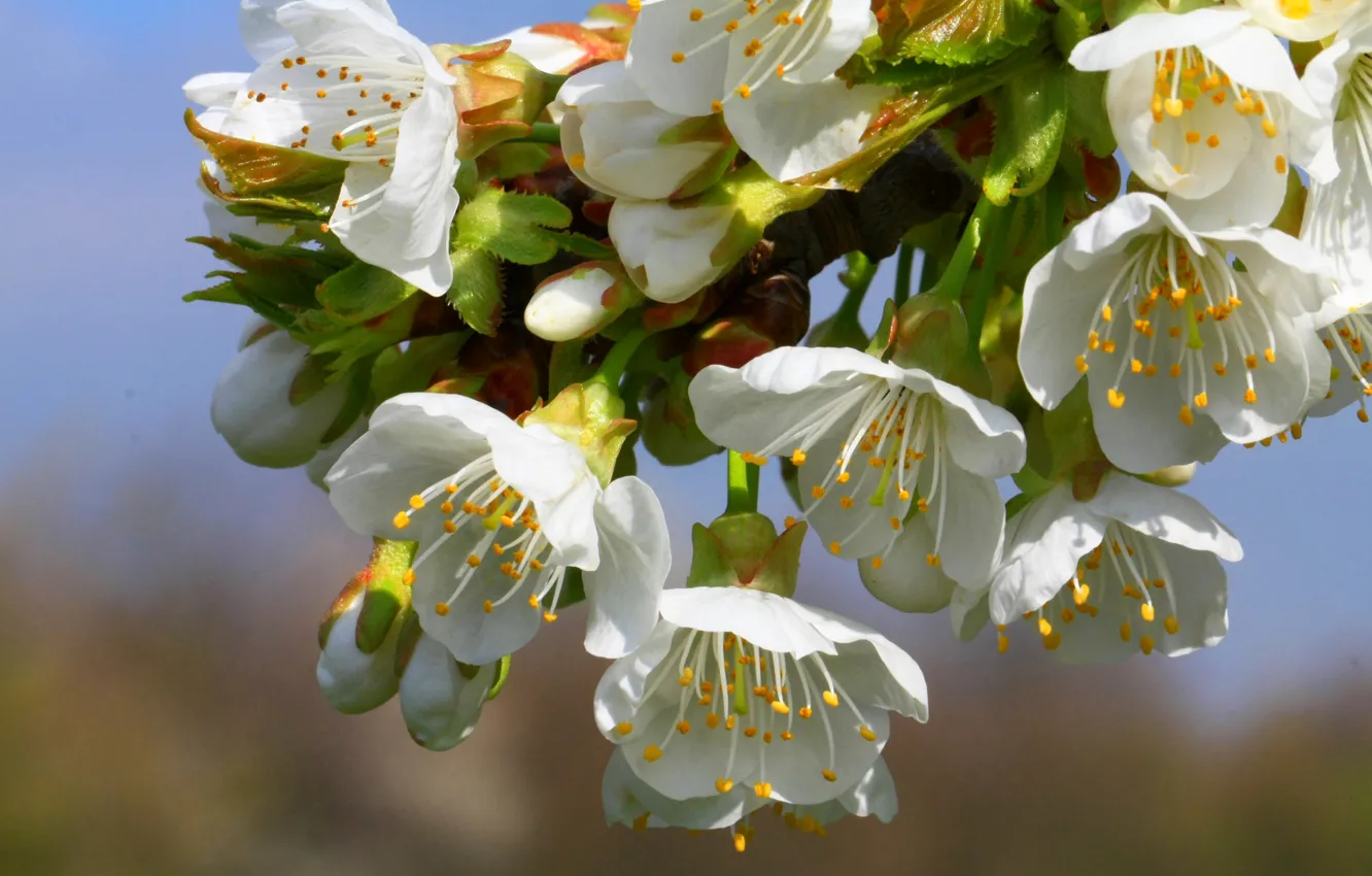 Photo wallpaper flowers, branches, spring, petals, garden