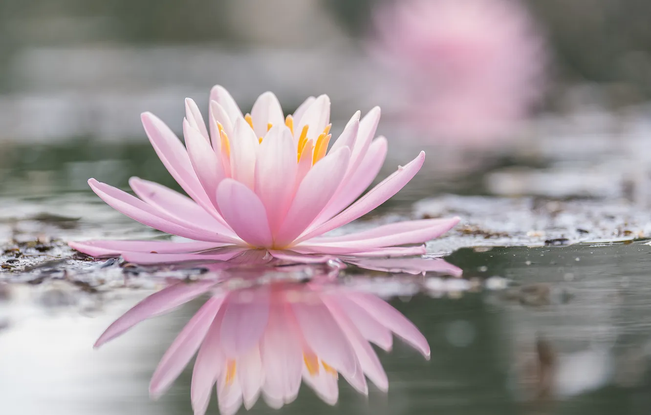 Photo wallpaper flowers, Nymphaeum, water Lily